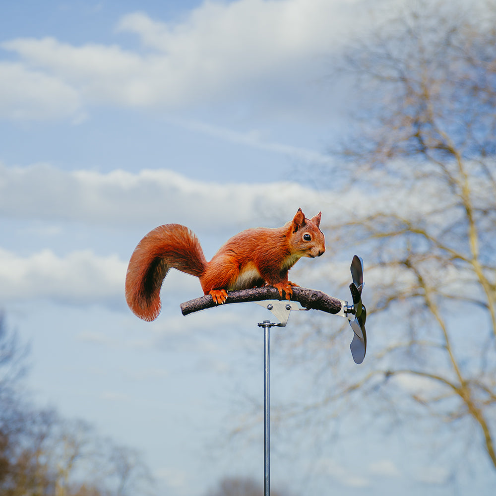 Eichhörnchen
