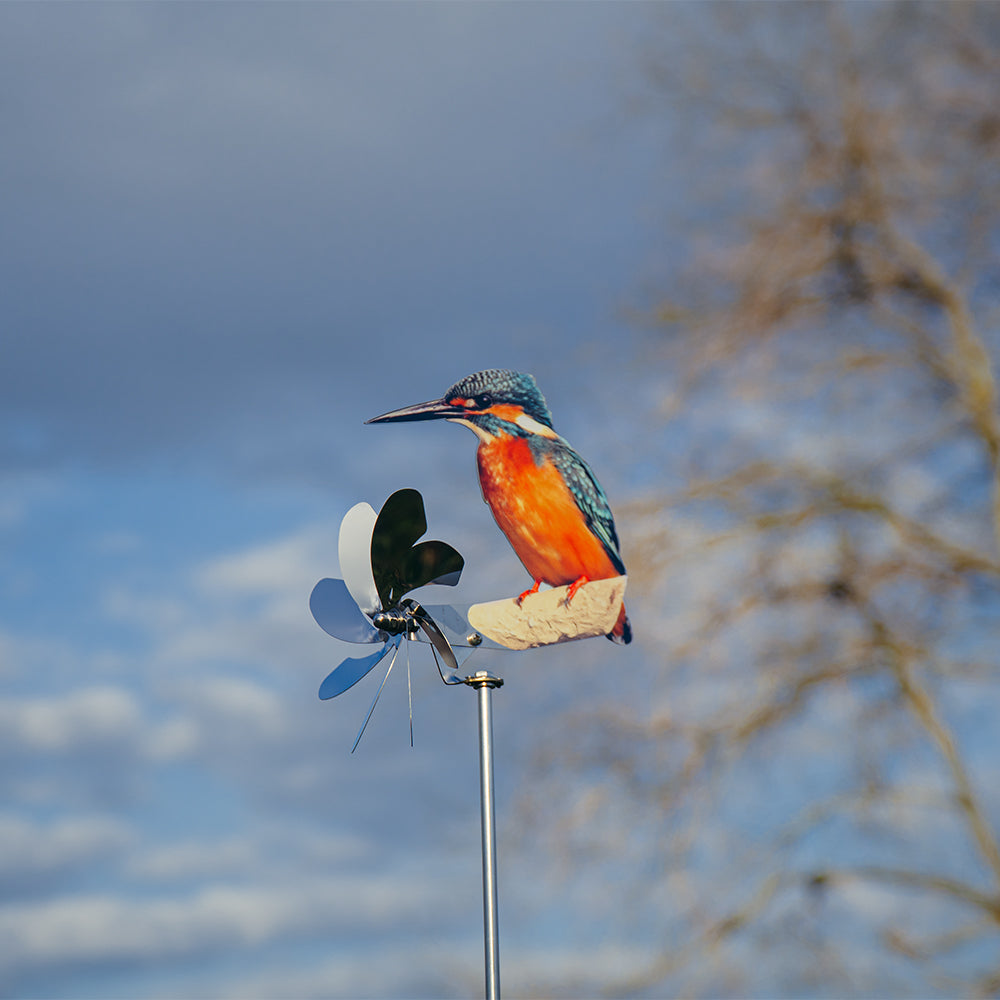 Eisvogel