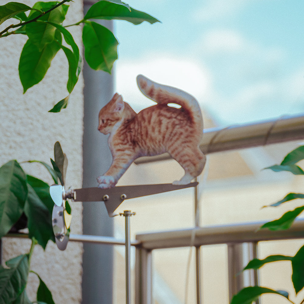 Katze