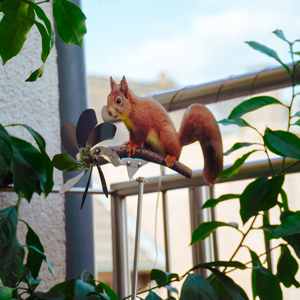 Eichhörnchen