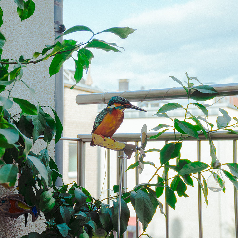 Eisvogel