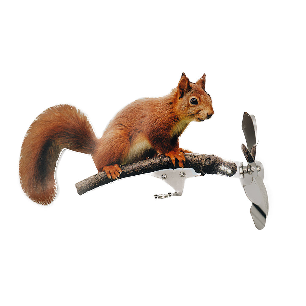 Eichhörnchen